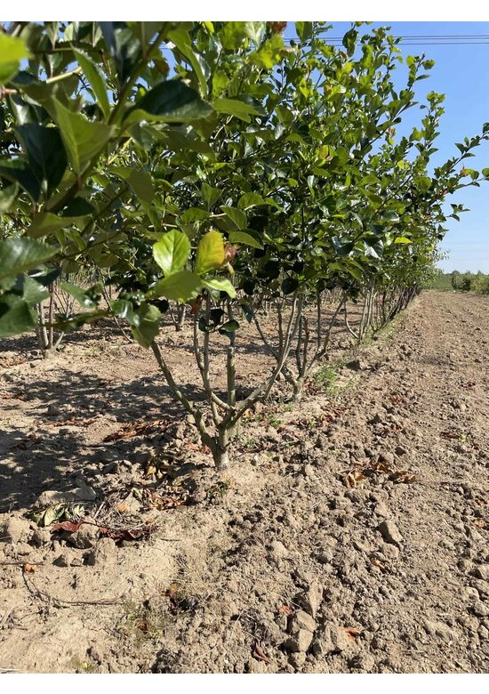 Pflaumenblättriger Weißdorn 'Splendens' - Mehrstämmig | Crataegus prunifolia 'Splendens'