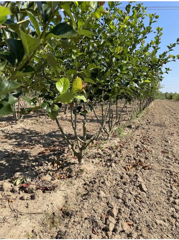 Pflaumenblättriger Weißdorn 'Splendens' - Mehrstämmig | Crataegus prunifolia 'Splendens' Pflaumenblättriger Weißdorn 'Splendens' - Mehrstämmig | Crataegus prunifolia 'Splendens'