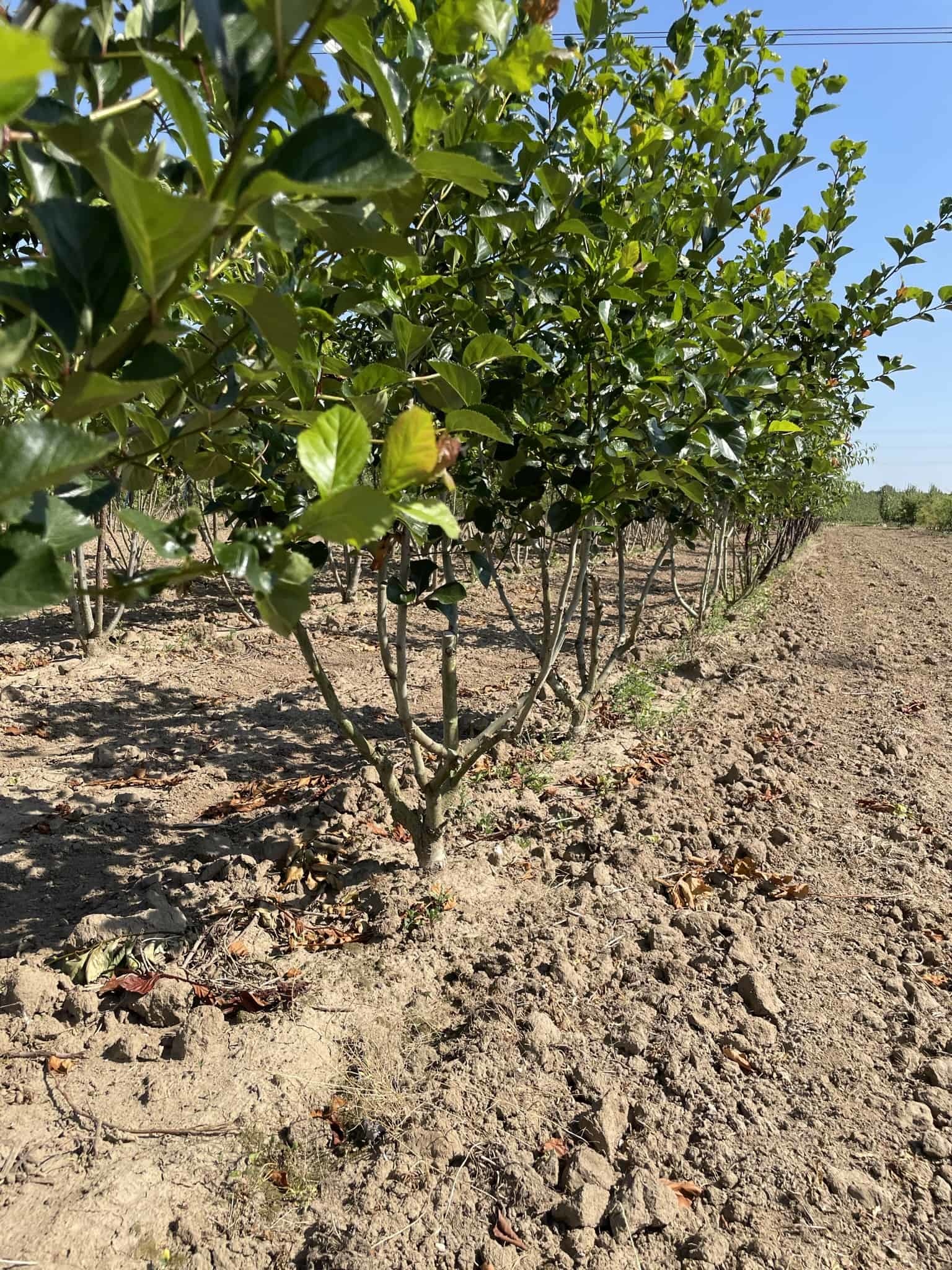 Pflaumenblättriger Weißdorn Splendens Mehrstämmig kaufen? Perfekt