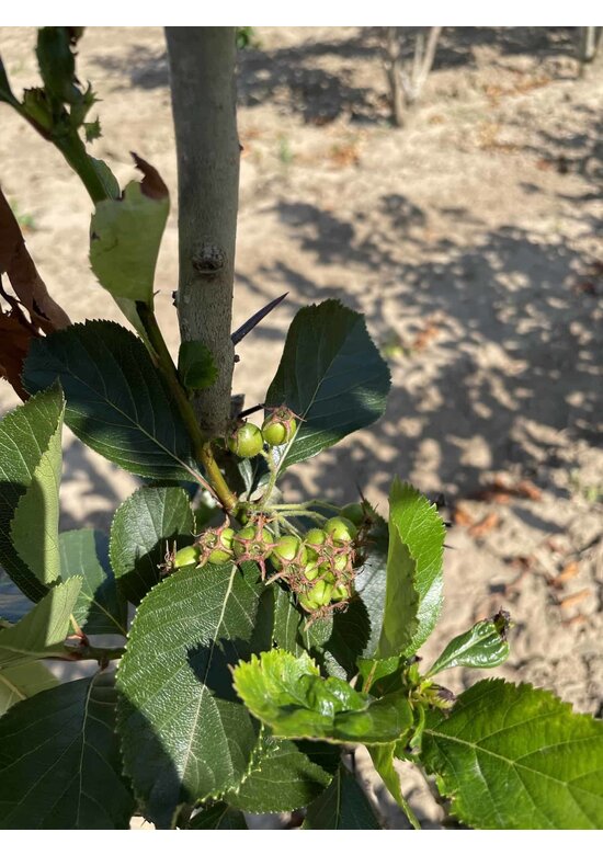 Pflaumenblättriger Weißdorn 'Splendens' - Mehrstämmig | Crataegus prunifolia 'Splendens'