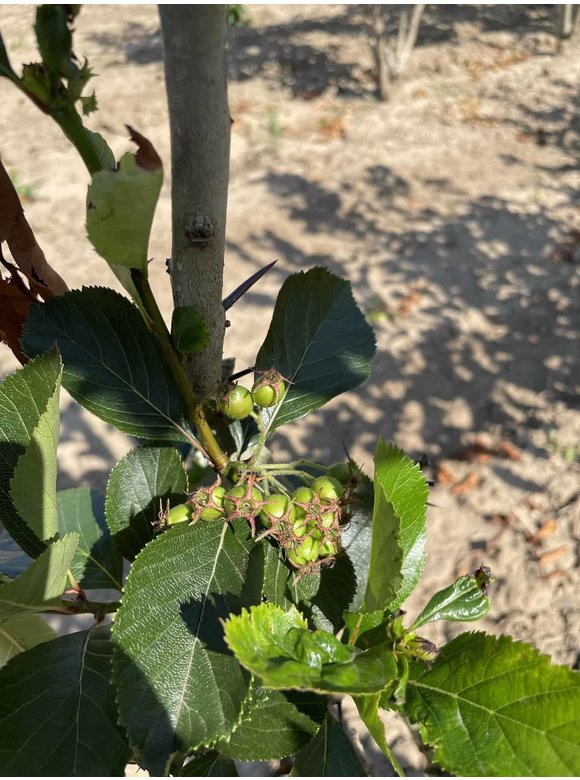 Pflaumenblättriger Weißdorn 'Splendens' - Mehrstämmig | Crataegus prunifolia 'Splendens' Pflaumenblättriger Weißdorn 'Splendens' - Mehrstämmig | Crataegus prunifolia 'Splendens'