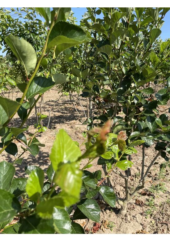 Pflaumenblättriger Weißdorn 'Splendens' - Mehrstämmig | Crataegus prunifolia 'Splendens'