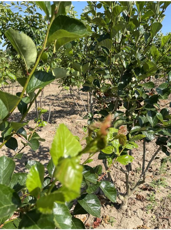 Pflaumenblättriger Weißdorn 'Splendens' - Mehrstämmig | Crataegus prunifolia 'Splendens' Pflaumenblättriger Weißdorn 'Splendens' - Mehrstämmig | Crataegus prunifolia 'Splendens'
