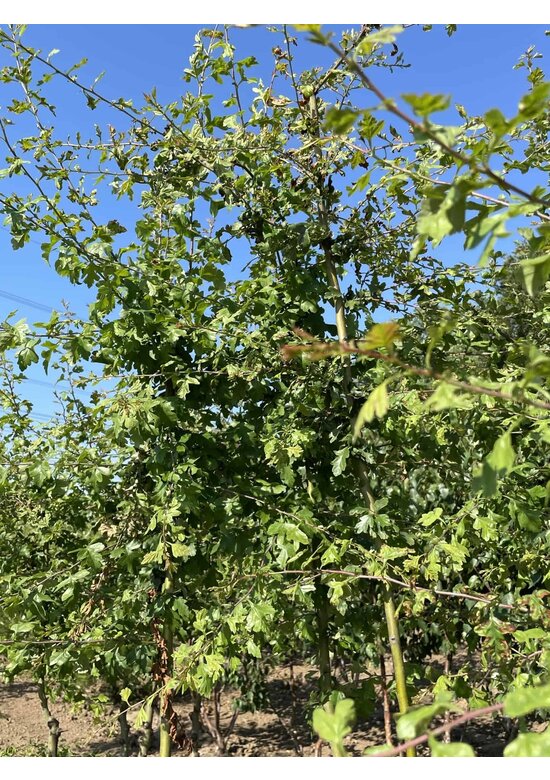 Rotdorn 'Pauls Scarlet' - Mehrstämmig | Crataegus media 'Pauls Scarlet'