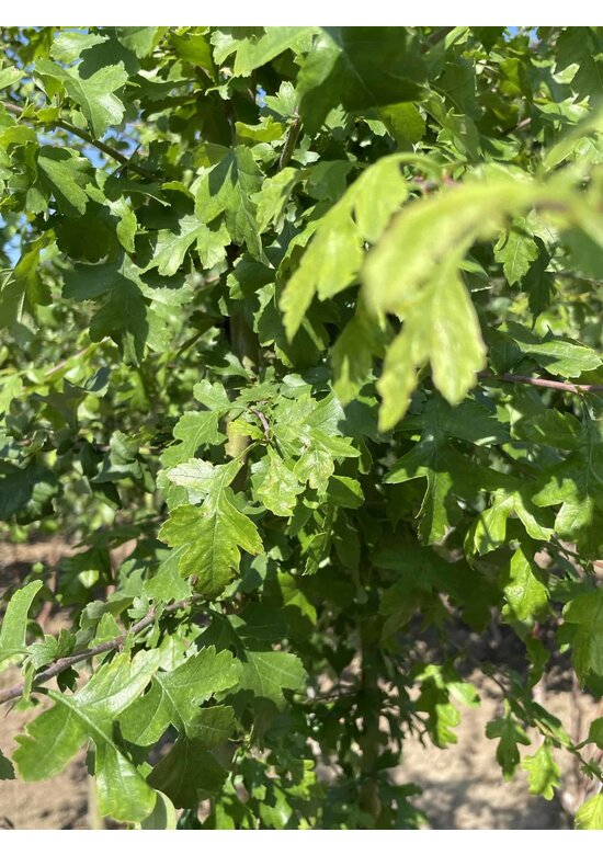 Rotdorn 'Pauls Scarlet' - Mehrstämmig | Crataegus media 'Pauls Scarlet'