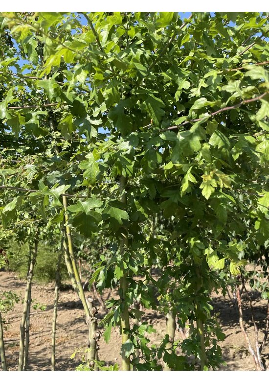 Rotdorn 'Pauls Scarlet' - Mehrstämmig | Crataegus media 'Pauls Scarlet'