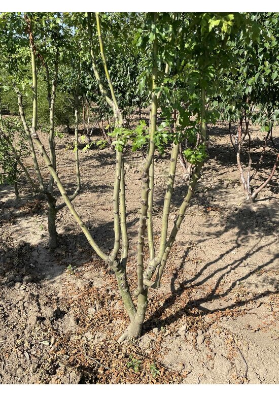 Rotdorn 'Pauls Scarlet' - Mehrstämmig | Crataegus media 'Pauls Scarlet'