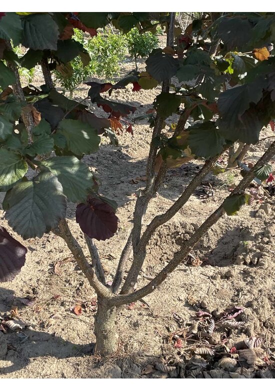 Bluthasel 'Purpurea' | Corylus maxima 'Purpurea'