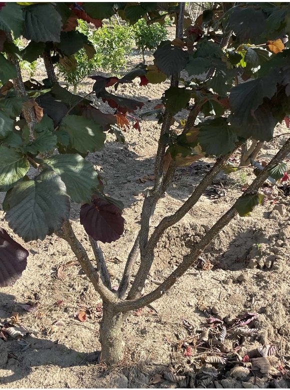 Haselnuss - Purpurhasel - Bluthasel 'Purpurea' | Corylus maxima 'Purpurea' Haselnuss - Purpurhasel - Bluthasel 'Purpurea' | Corylus maxima 'Purpurea'