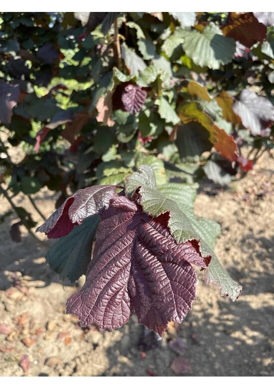 Bluthasel 'Purpurea' | Corylus maxima 'Purpurea'