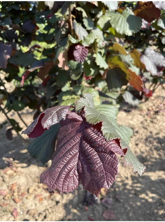 Haselnuss - Purpurhasel - Bluthasel 'Purpurea' | Corylus maxima 'Purpurea' Haselnuss - Purpurhasel - Bluthasel 'Purpurea' | Corylus maxima 'Purpurea'