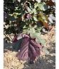 Bluthasel 'Purpurea' | Corylus maxima 'Purpurea'