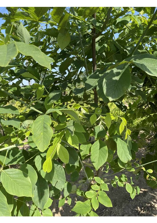 Amerikanisches Gelbholz - Mehrstämmig | Cladrastis kentukea