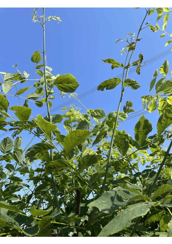 Amerikanisches Gelbholz - Mehrstämmig | Cladrastis kentukea Amerikanisches Gelbholz - Mehrstämmig | Cladrastis kentukea