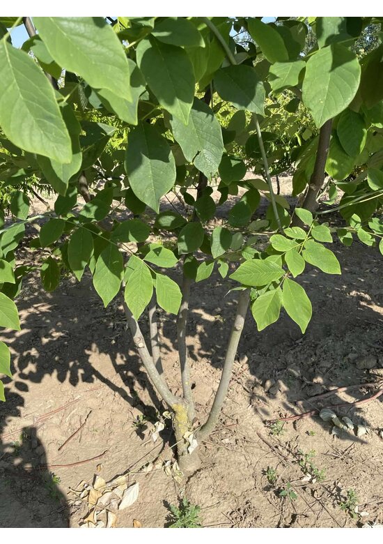 Amerikanisches Gelbholz - Mehrstämmig | Cladrastis kentukea Amerikanisches Gelbholz - Mehrstämmig | Cladrastis kentukea