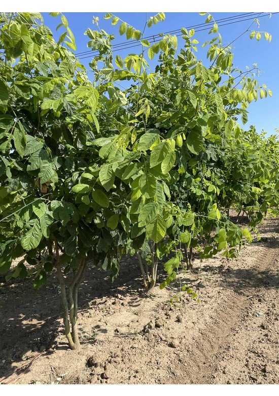 Amerikanisches Gelbholz - Mehrstämmig | Cladrastis kentukea Amerikanisches Gelbholz - Mehrstämmig | Cladrastis kentukea