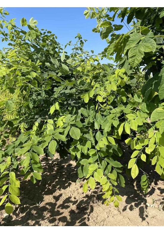 Amerikanisches Gelbholz - Mehrstämmig | Cladrastis kentukea