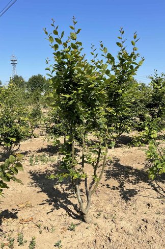 Hainbuche Mehrstämmig | Carpinus betulus Hainbuche Mehrstämmig | Carpinus betulus
