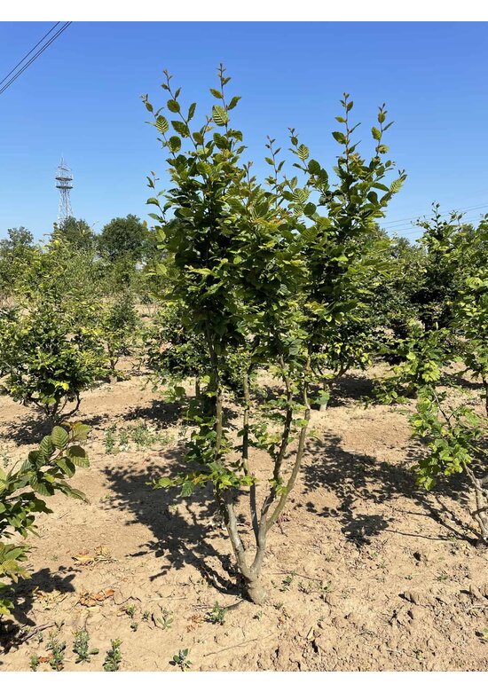 Hainbuche Mehrstämmig | Carpinus betulus