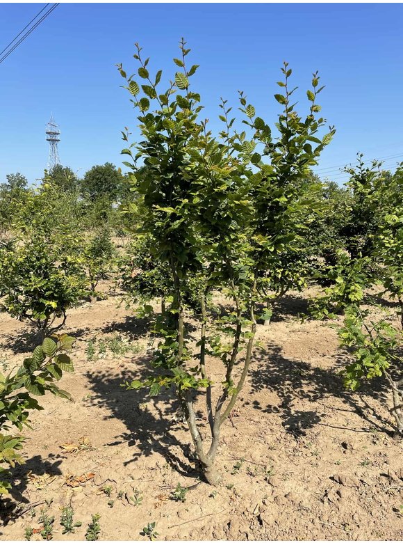 Hainbuche - Weißbuche - Mehrstämmig | Carpinus betulus Hainbuche - Weißbuche - Mehrstämmig | Carpinus betulus