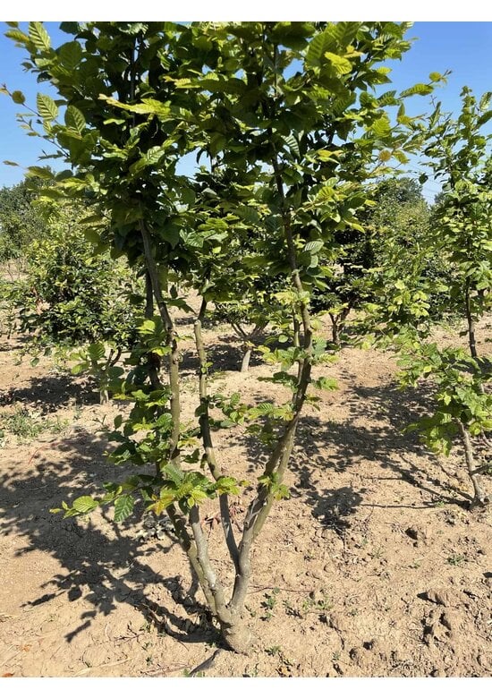 Hainbuche Mehrstämmig | Carpinus betulus