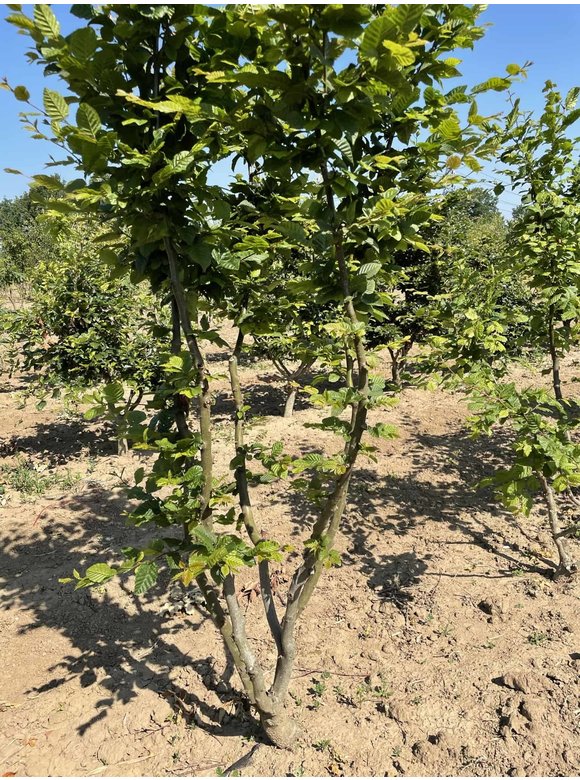Hainbuche - Weißbuche - Mehrstämmig | Carpinus betulus Hainbuche - Weißbuche - Mehrstämmig | Carpinus betulus