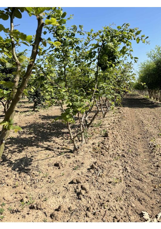 Hainbuche Mehrstämmig | Carpinus betulus