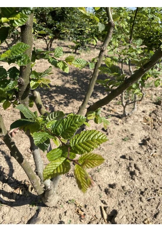 Hainbuche Mehrstämmig | Carpinus betulus