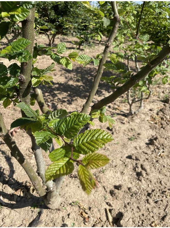 Hainbuche - Weißbuche - Mehrstämmig | Carpinus betulus Hainbuche - Weißbuche - Mehrstämmig | Carpinus betulus