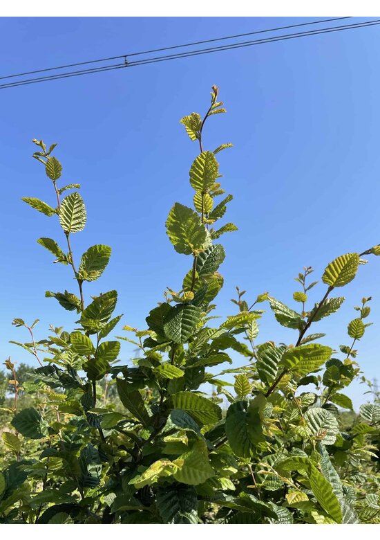 Hainbuche Mehrstämmig | Carpinus betulus