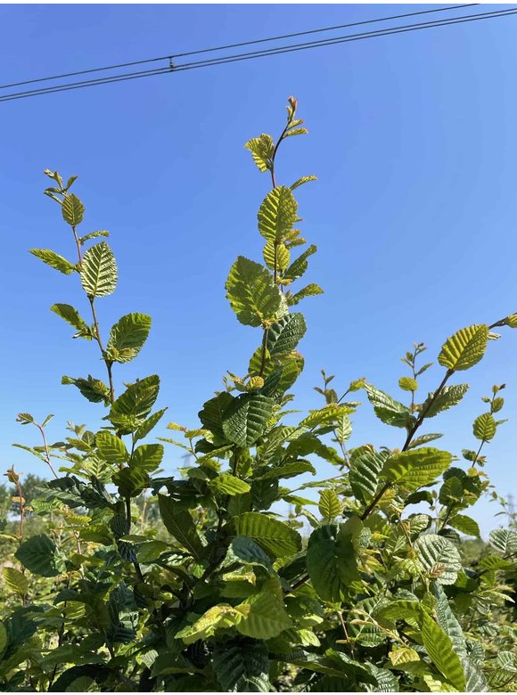 Hainbuche - Weißbuche - Mehrstämmig | Carpinus betulus Hainbuche - Weißbuche - Mehrstämmig | Carpinus betulus