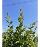 Hainbuche Mehrstämmig | Carpinus betulus