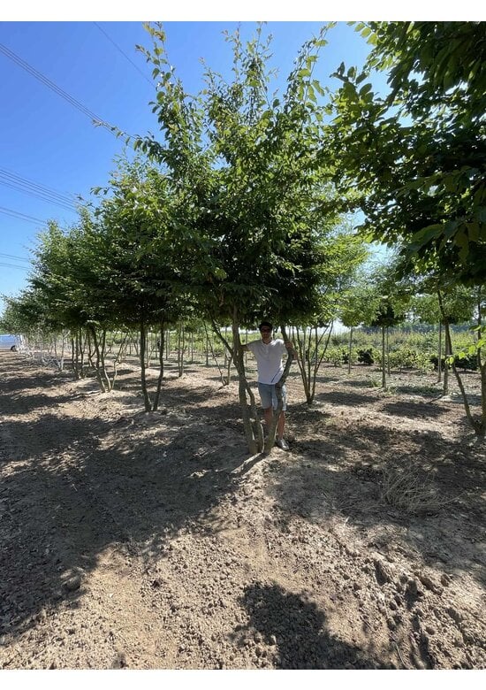 Hainbuche Mehrstämmig | Carpinus betulus