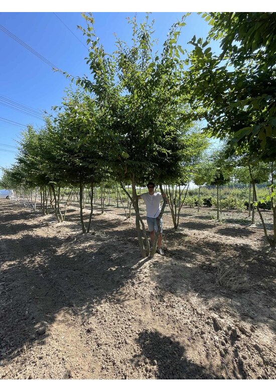 Hainbuche Mehrstämmig | Carpinus betulus