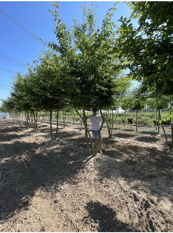 Hainbuche - Weißbuche - Mehrstämmig | Carpinus betulus Hainbuche - Weißbuche - Mehrstämmig | Carpinus betulus