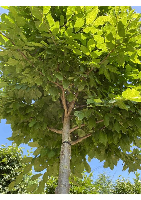 Hainbuche Kastenform | Carpinus betulus