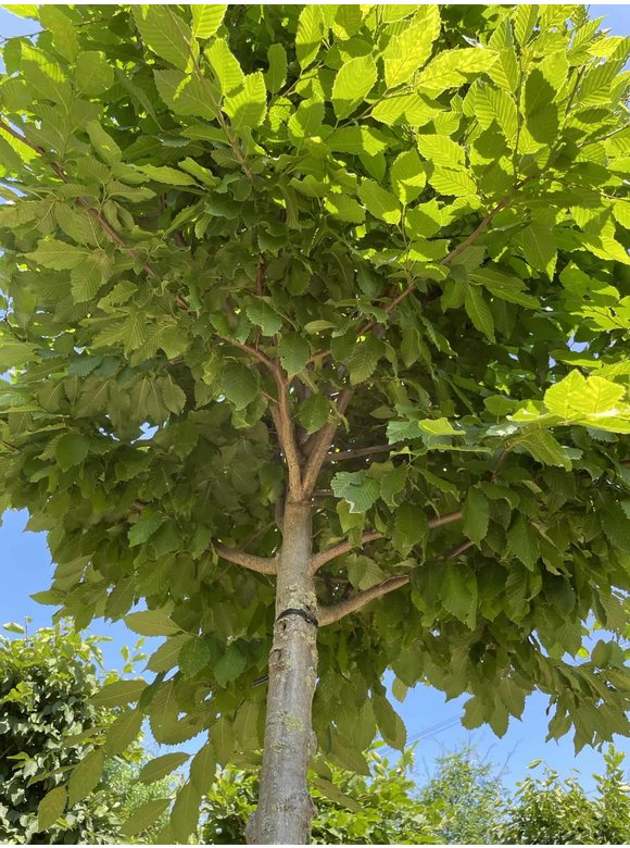 Hainbuche Kastenform | Carpinus betulus Hainbuche Kastenform | Carpinus betulus