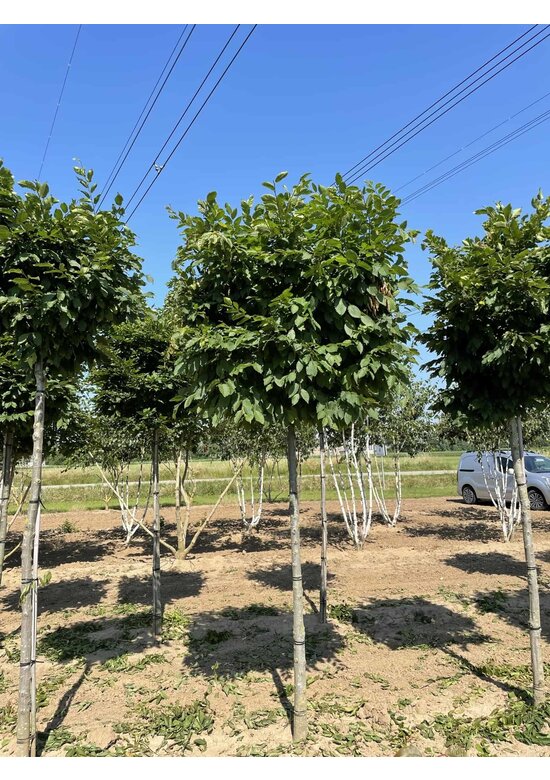 Hainbuche Kastenform | Carpinus betulus Hainbuche Kastenform | Carpinus betulus