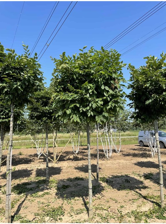 Hainbuche Kastenform | Carpinus betulus Hainbuche Kastenform | Carpinus betulus