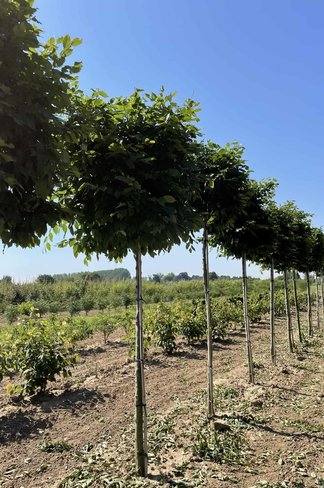 Hainbuche Kastenform | Carpinus betulus