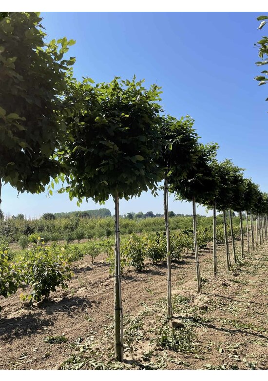 Hainbuche Kastenform | Carpinus betulus Hainbuche Kastenform | Carpinus betulus