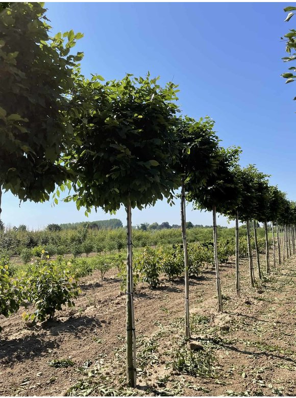 Hainbuche Kastenform | Carpinus betulus Hainbuche Kastenform | Carpinus betulus