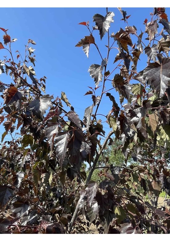 Purpurbirke 'Purpurea' - Mehrstämmig | Betula pendula 'Purpurea'