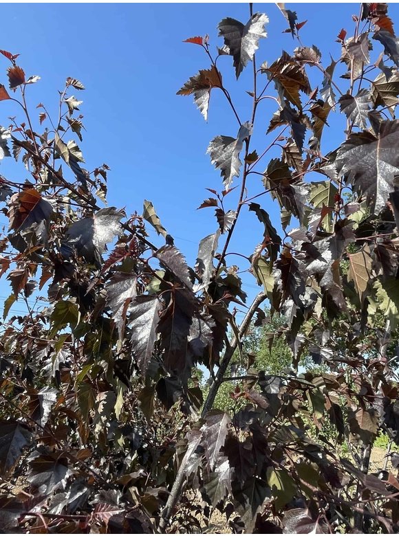 Purpurbirke 'Purpurea' - Mehrstämmig | Betula pendula 'Purpurea' Purpurbirke 'Purpurea' - Mehrstämmig | Betula pendula 'Purpurea'