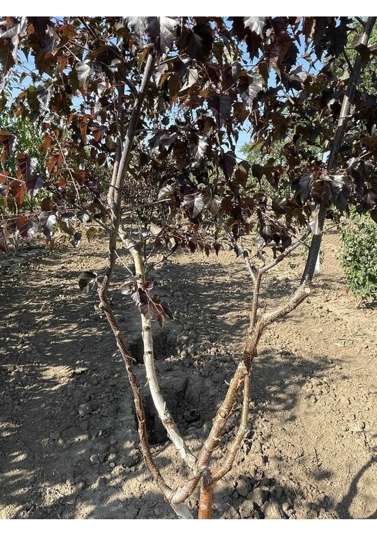 Purpurbirke 'Purpurea' - Mehrstämmig | Betula pendula 'Purpurea'