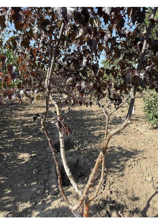 Purpurbirke 'Purpurea' - Mehrstämmig | Betula pendula 'Purpurea'