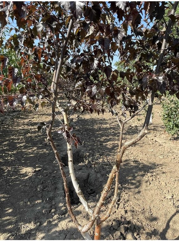 Purpurbirke 'Purpurea' - Mehrstämmig | Betula pendula 'Purpurea' Purpurbirke 'Purpurea' - Mehrstämmig | Betula pendula 'Purpurea'