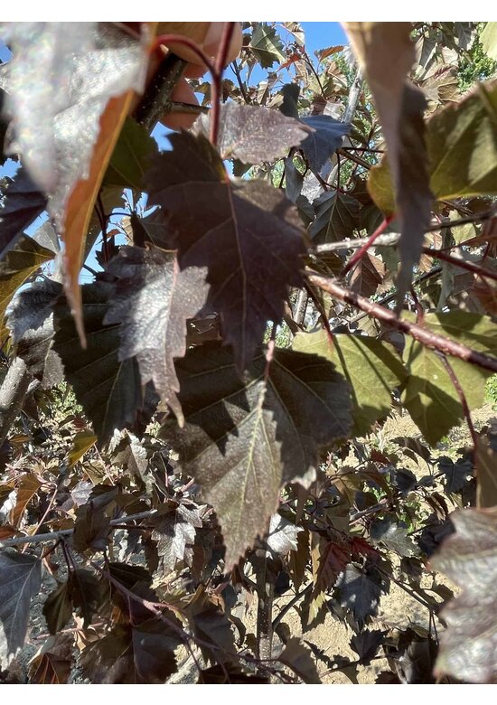 Purpurbirke 'Purpurea' - Mehrstämmig | Betula pendula 'Purpurea'