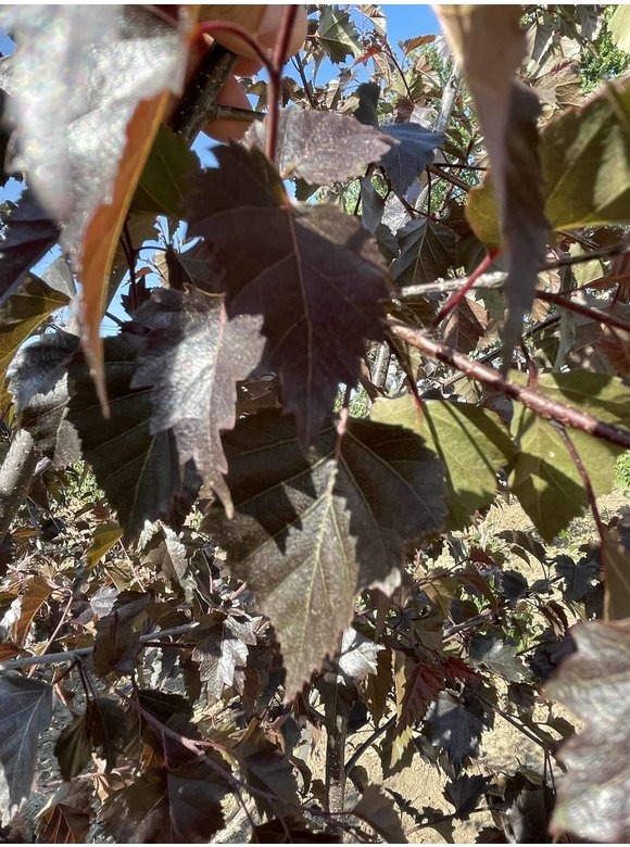 Purpurbirke 'Purpurea' - Mehrstämmig | Betula pendula 'Purpurea' Purpurbirke 'Purpurea' - Mehrstämmig | Betula pendula 'Purpurea'