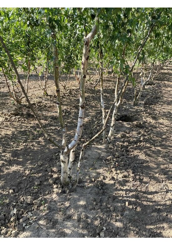Schlitzblättrige Sandbirke 'Laciniata' - Mehrstämmig | Betula pendula 'Laciniata'